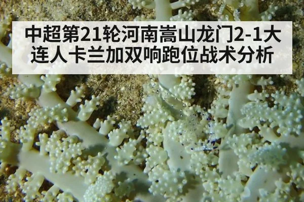 中超第21轮河南嵩山龙门2-1大连人卡兰加双响跑位战术分析